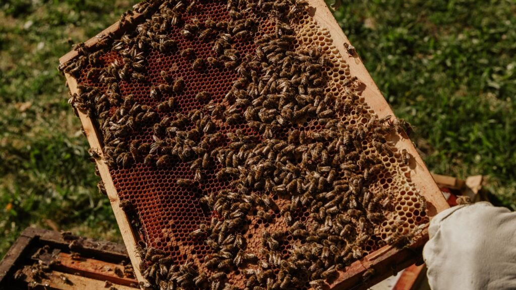 modhu-beekeeping